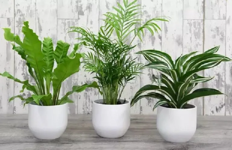 3 Manfaat Bercocok Tanam untuk Manusia