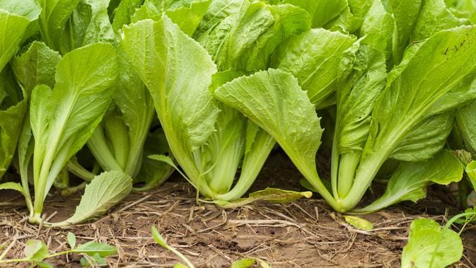 Menanam Sawi: Manfaat untuk Kesehatan