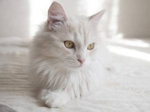 5 Cara Mengobati Sariawan Pada Kucing Secara Alami