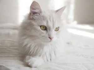 Cara Mengobati Sariawan Pada Kucing Secara Alami 