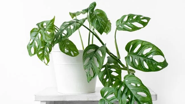 Tips Meninggalkan Tanaman Saat Mudik