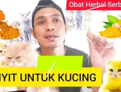 kunyit untuk kucing diare