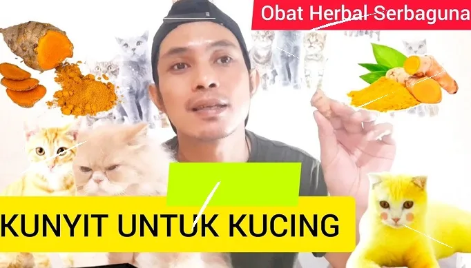 kunyit untuk kucing diare